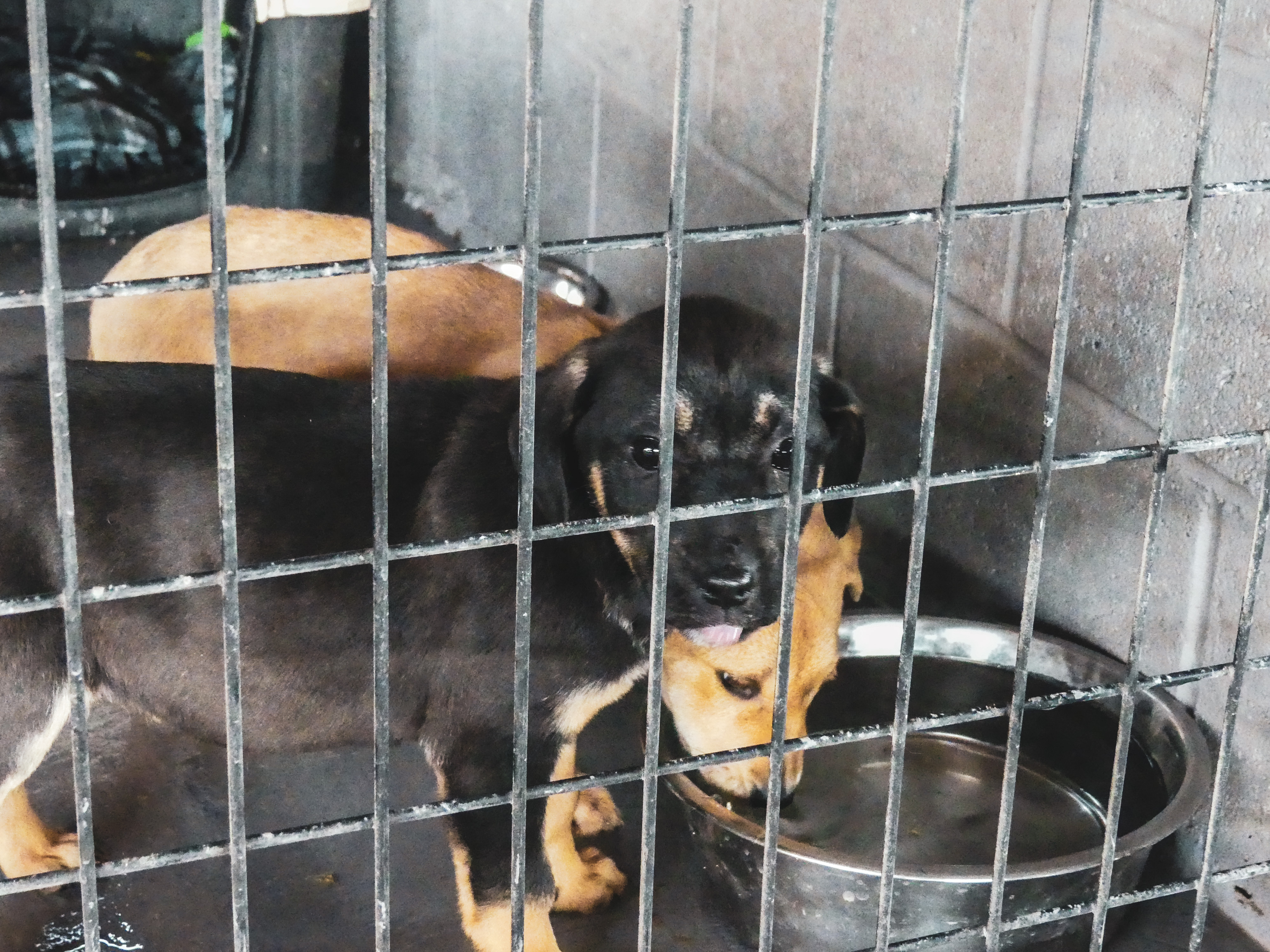 Dog